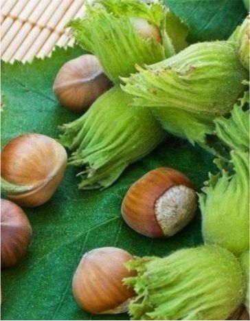 Samsun Fındığı